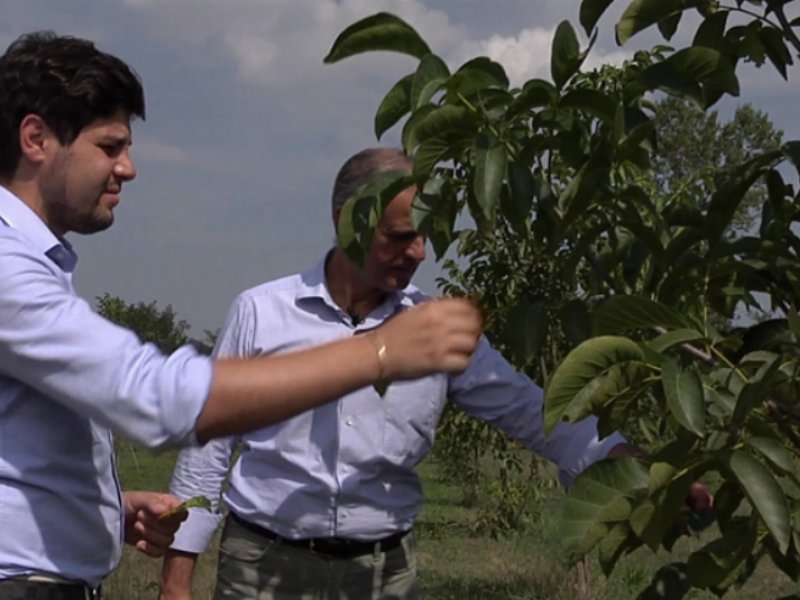 Life ripropone l’iniziativa “Le noci per la ricerca”