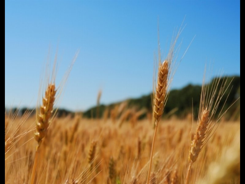 Maxiaccordo Coldiretti Casillo per il grano biologico