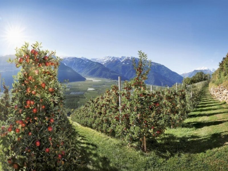 Mela Val Venosta verso una produzione senza erbicidi