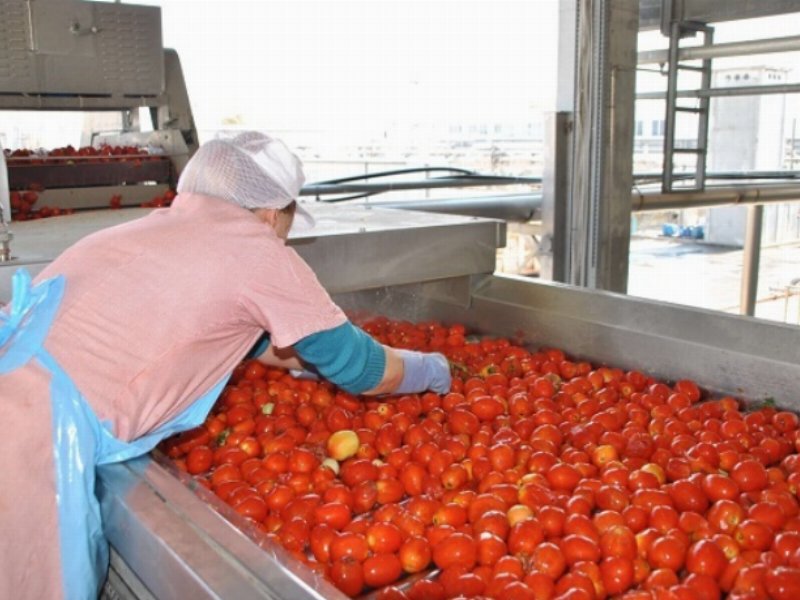 Pomodoro da industria del Nord Italia: lavorate 2,4 milioni di tonnellate