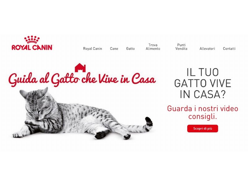 Royal Canin, prosegue la campagna di sensibilizzazione a favore dei gatti