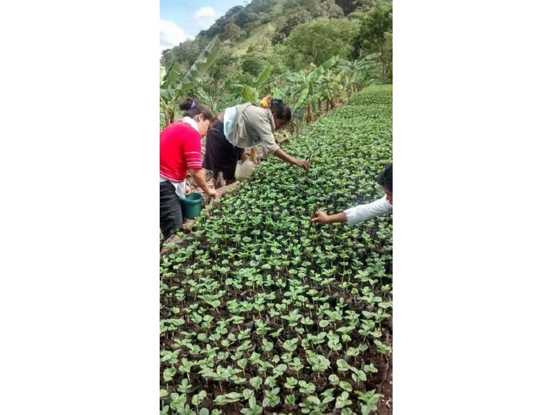 Sodexo Italia sostiene un progetto di riforestazione in Nicaragua