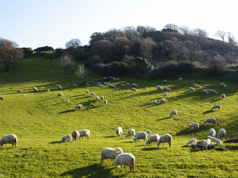 Territorio e origini dei "3 Pecorini D.O.P"