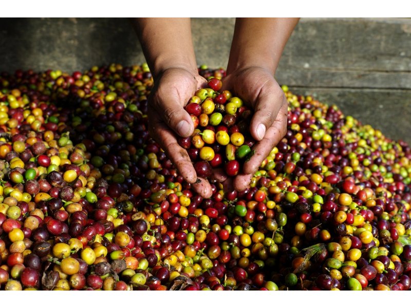 Ultramar aderisce al sistema Fairtrade