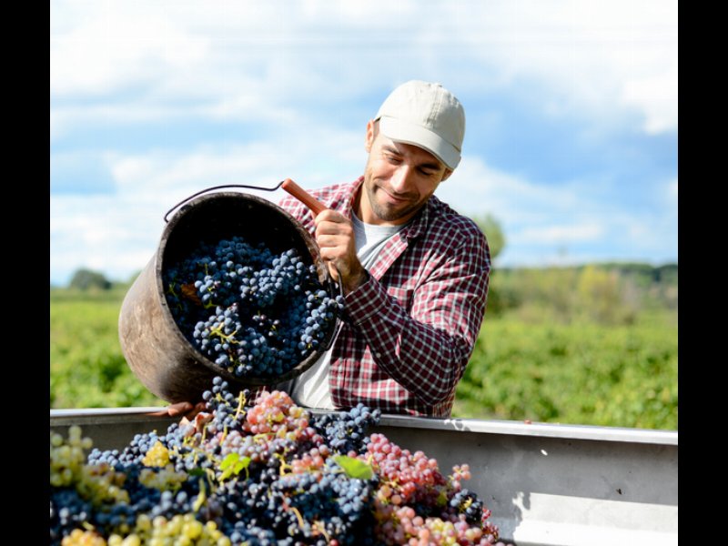 Vendemmia 2018: la produzione aumenta del 24%