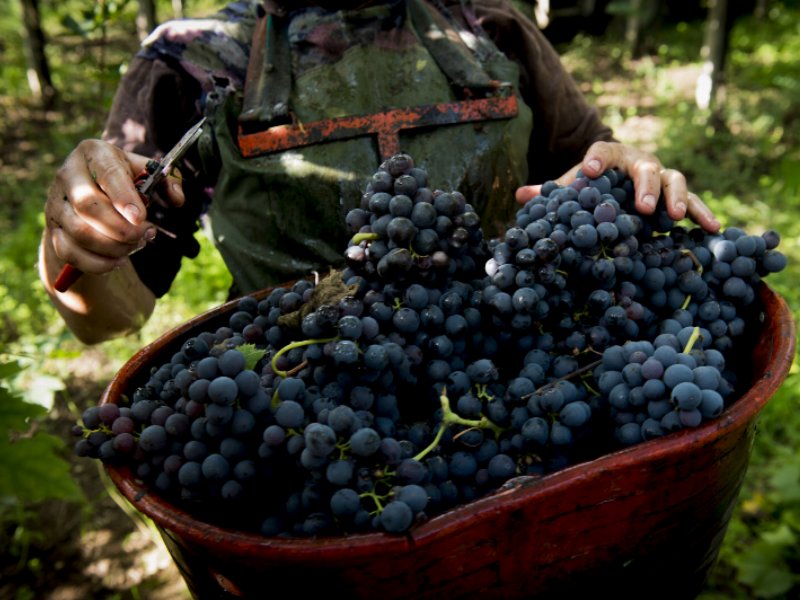 Cantina Tollo migliore cantina cooperativa vitivinicola italiana