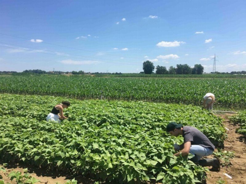 Conserve Italia punta a ridurre del 7% l’irrigazione in campo