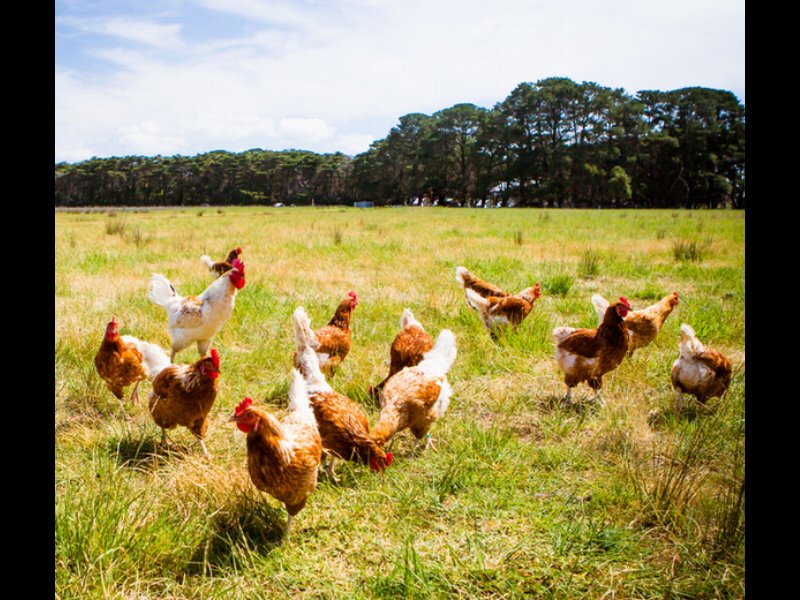 Fileni, 60 milioni di finanziamenti per il pollo bio