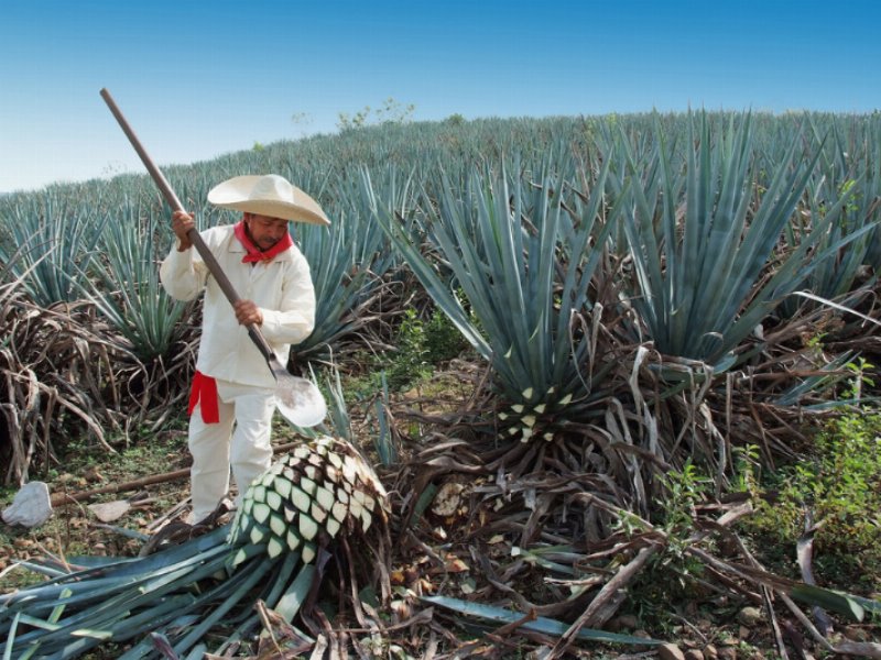 due-messicani-ad-alta-crescita-nel-portafoglio-di-campari