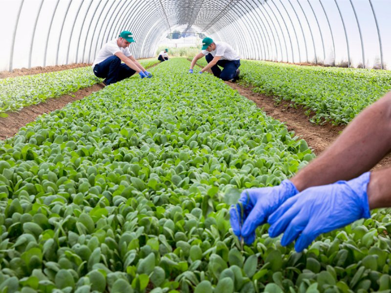 la-linea-verde-un-business-sempre-piu-fresco