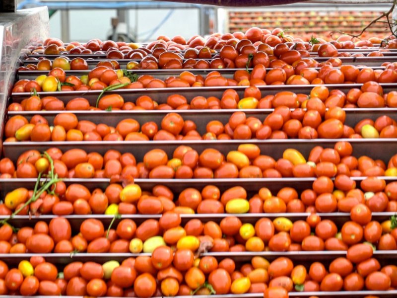 lampomodoro-de-le-conserve-della-nonna-la-passata-di-pomodoro-buona-come-quella-fatta-in-casa