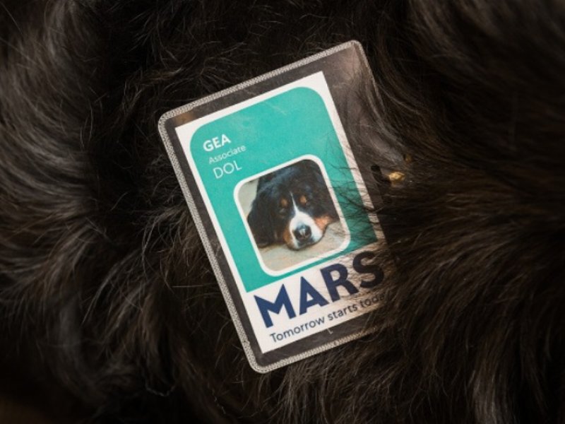 mars-italia-sostiene-un-ufficio-pet-friendly