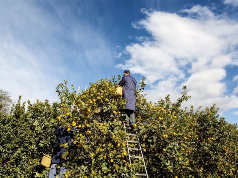 nutriamoci-di-benessere-fin-dal-mattino-piu-facile-con-polenghi-grazie-alla-praticita-e-alla-bonta-di-acti-lemon