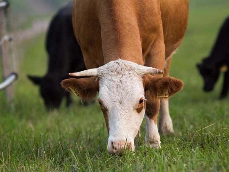 Gruppo Brazzale raggiunge il traguardo Carbon Neutral