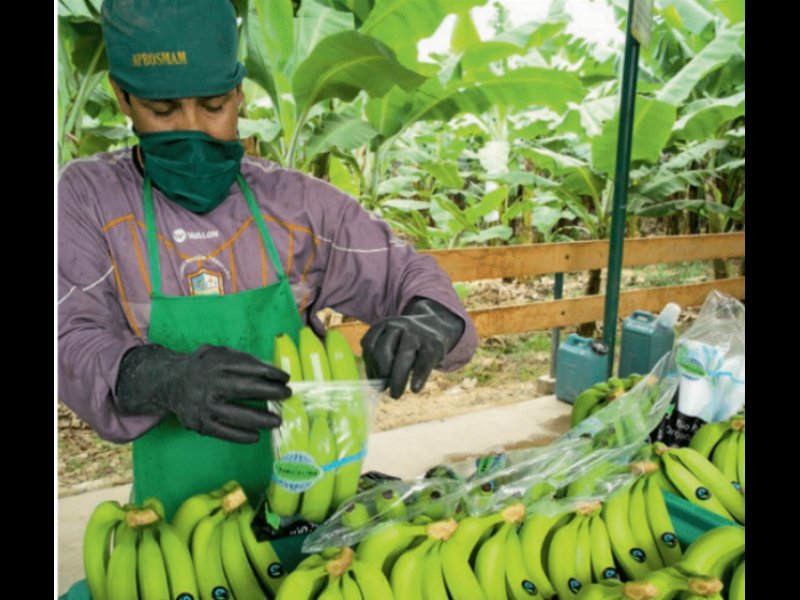 Il commercio equo Fairtrade genera un Premio agli agricoltori di 2 mln di euro