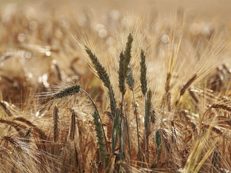 Italmopa disponibile a superare la criticità della filiera frumento tenero