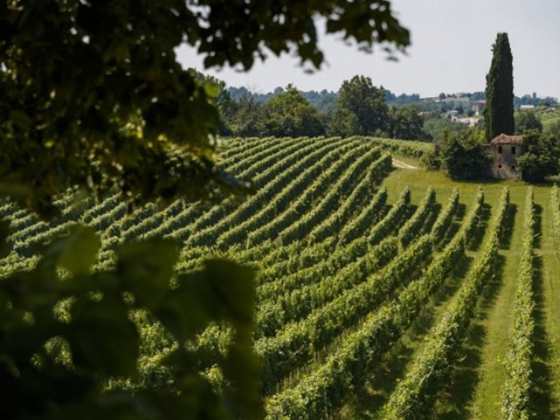 Le colline del Prosecco sono Patrimonio Unesco