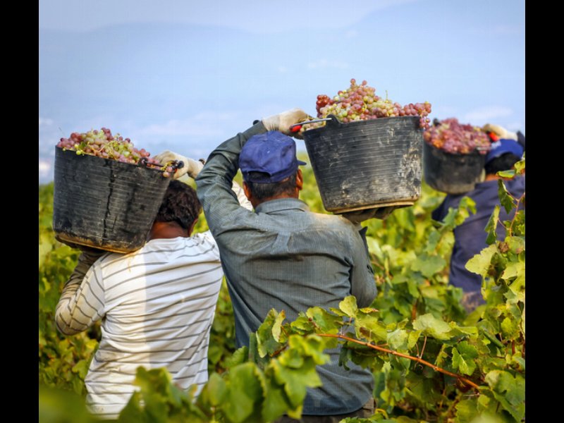 L'Italia si conferma primo produttore mondiale di vino