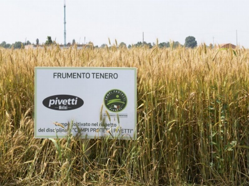 Molini Pivetti promuove la filiera del frumento tenero