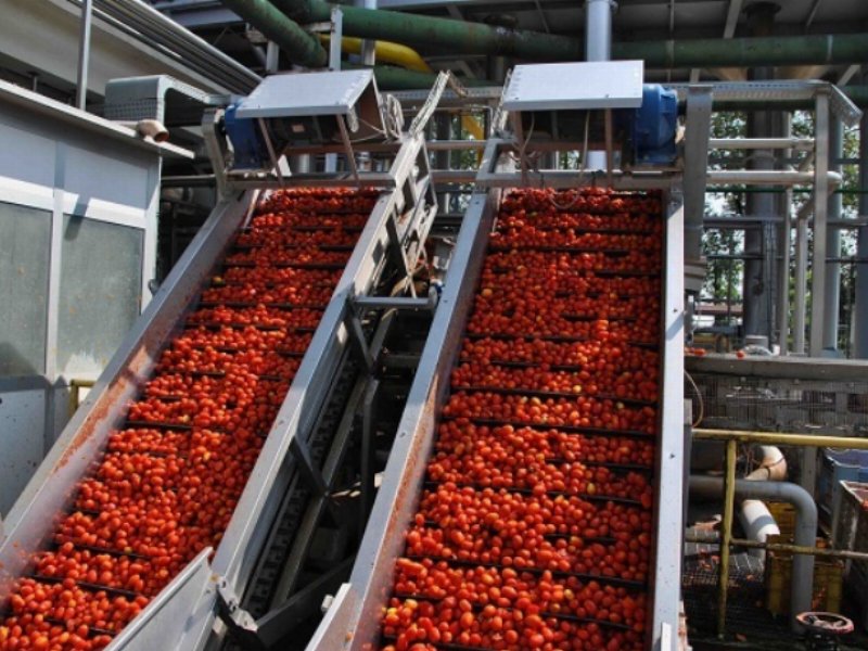 Pomodoro da industria, si conclude la campagna 2019