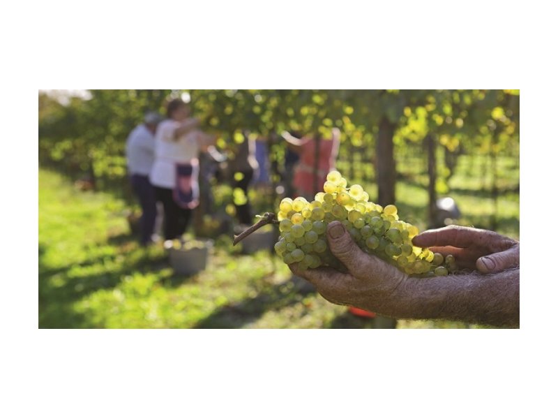 Vendemmia: -20% rispetto alla media nazionale