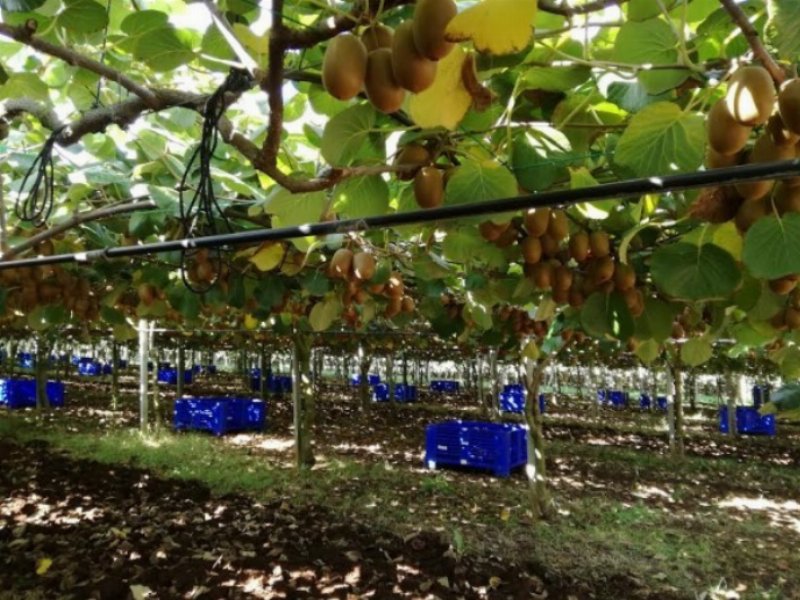 Zespri: il raccolto europeo si annuncia importante