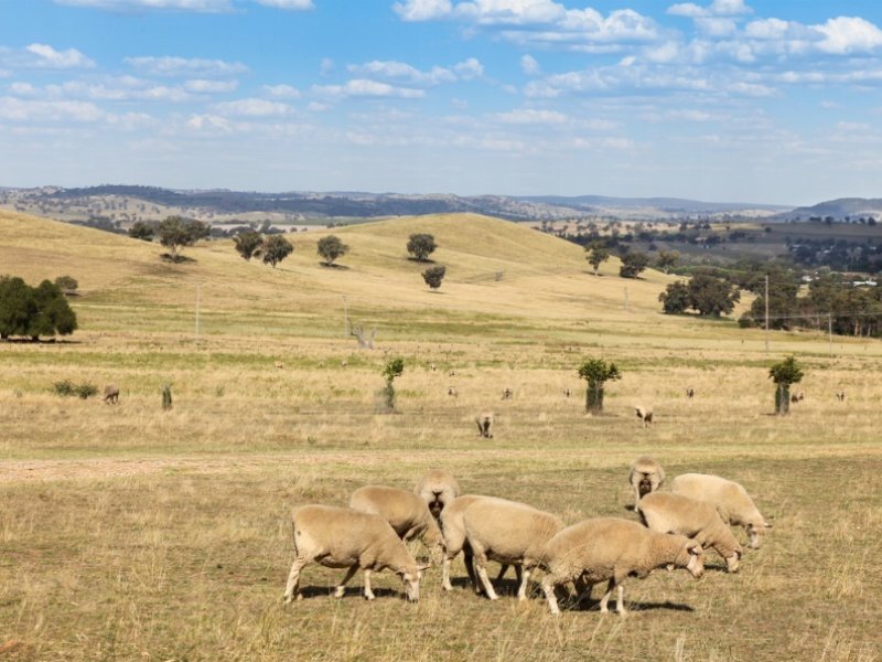 Agnello gallese igp: shelf life più lunga e miglior servizio