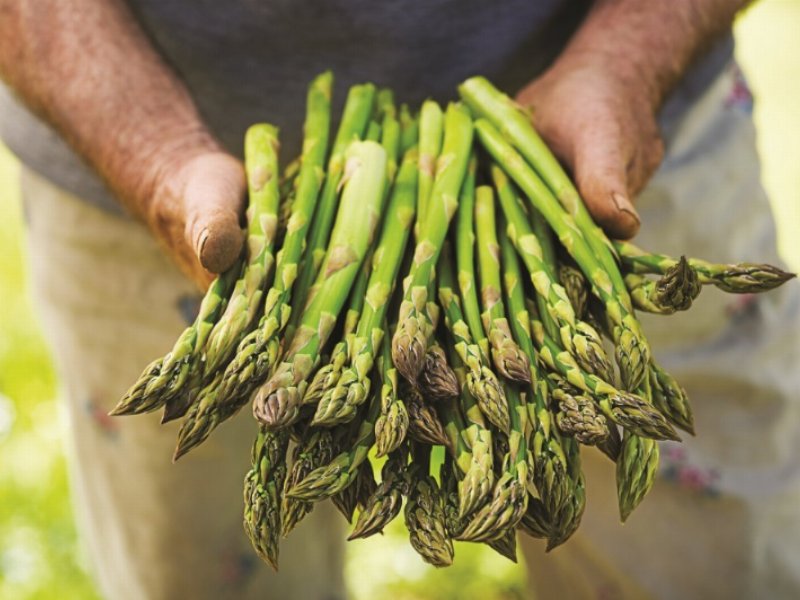 Alce nero: via libera agli asparagi primaverili