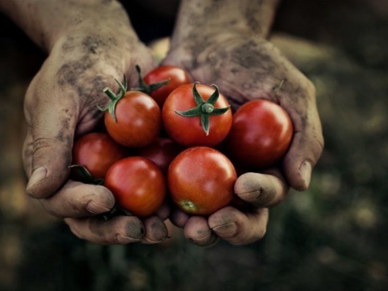 Anicav, al via il progetto Tomato Blockchain