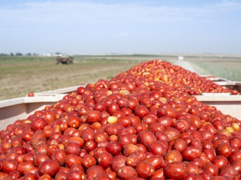 Anicav annuncia nuova sezione merceologica dedicata al pomodoro biologico