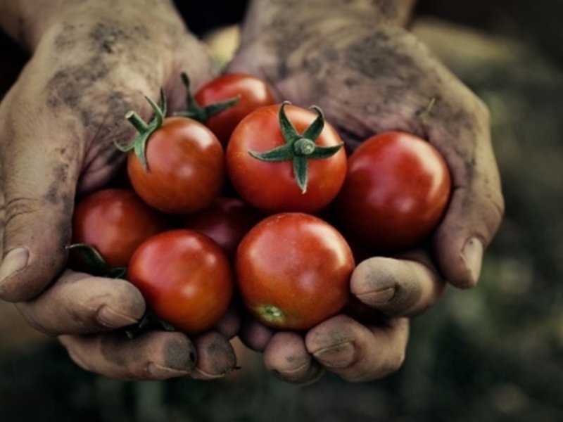 Anicav sulla campagna di trasformazione 2020 del pomodoro da industria