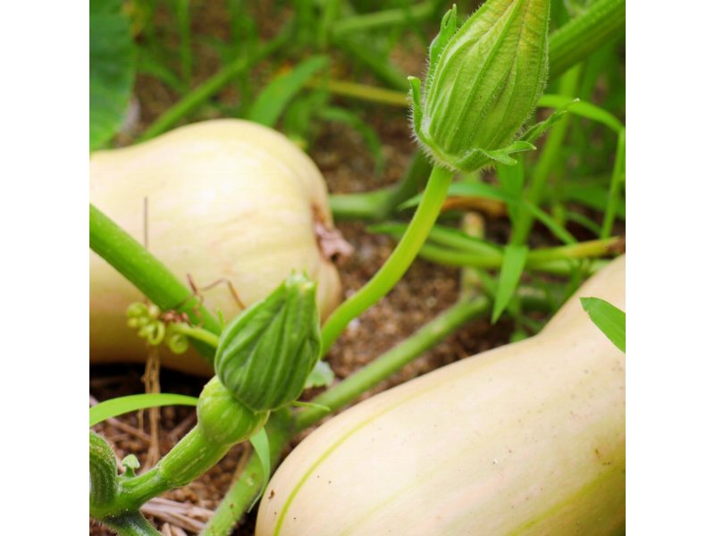 Apofruit e Canova propongono la zucca per il progetto Fruit & Veg: Natural Health!