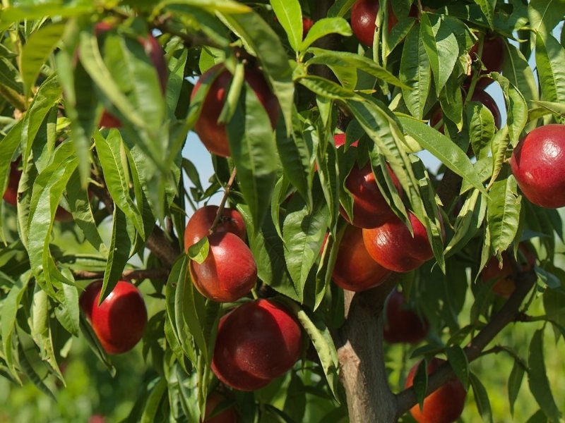 Apofruit fa il bilancio della frutta estiva conferita dai soci