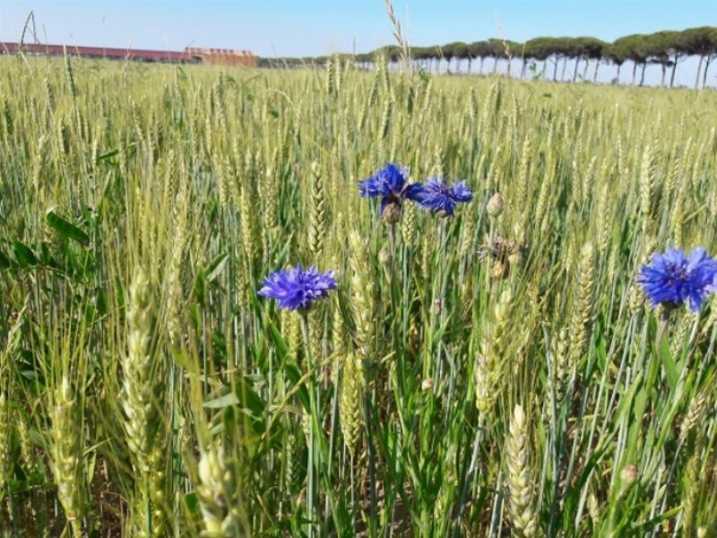 Biodiversità: l’agricoltura di NaturaSì riparte dalle infrastrutture verdi