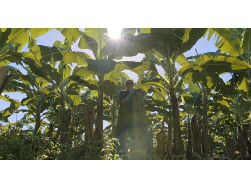 Chiquita presenta il nuovo rapporto sulla sostenibilità