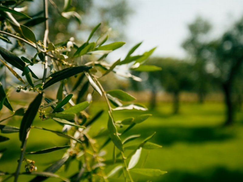 Cnr e Salov insieme sul progetto “Olivicoltura di precisione e valorizzazione della biodiversità”