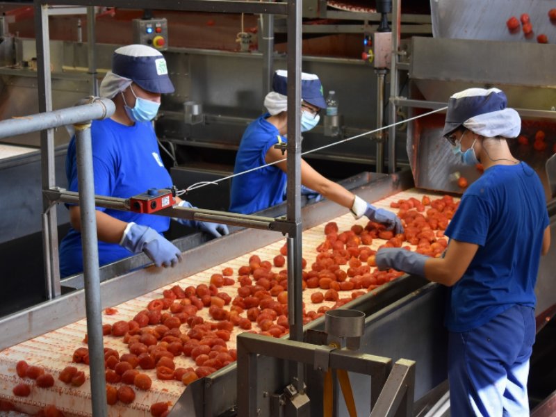 Conserve Italia: al via la campagna del pomodoro