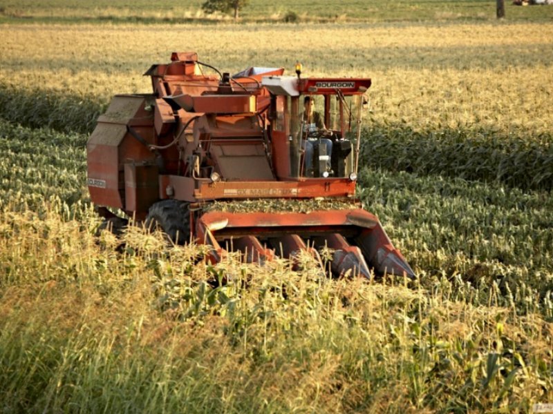 Conserve Italia, parte la campagna del mais dolce