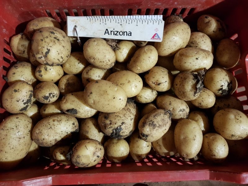 Corona virus, Romagnoli: prezzo patate in linea con 2019