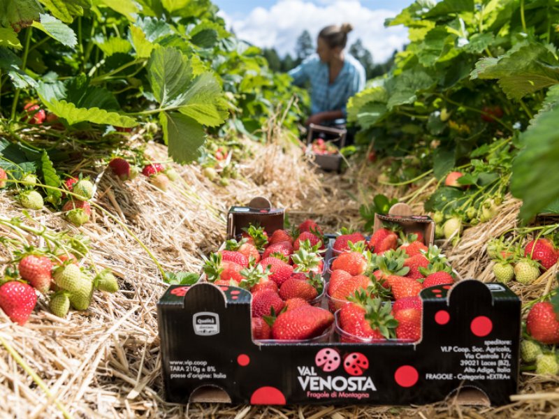 Dalla Val Martello… tutto il buono delle fragole di montagna