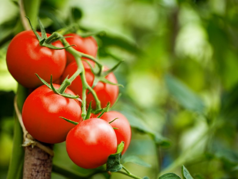 FederBio e AssoBio: inaccettabile l’accordo sul prezzo del pomodoro da industria biologico