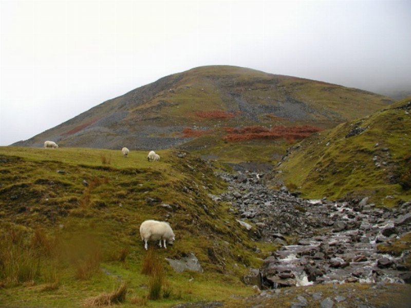 agnello-gallese-igp-il-valore-aggiunto-della-sostenibilita