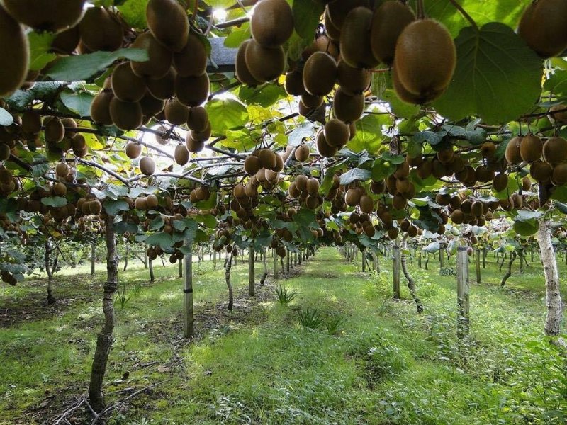 amanti-del-futuro-da-generazioni-la-gullino-fruits-di-saluzzo-si-racconta