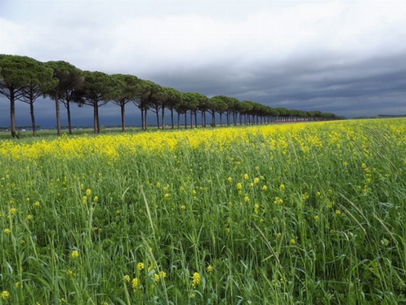 biodiversita-lagricoltura-di-naturasi-riparte-dalle-infrastrutture-verdi