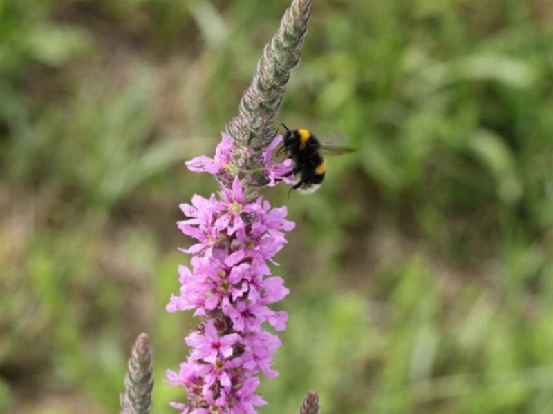 biodiversita-lagricoltura-di-naturasi-riparte-dalle-infrastrutture-verdi