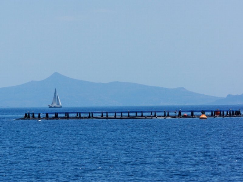 dalla-trasparenza-dei-mari-della-grecia-tutta-la-qualita-del-pesce-fresco-portata-in-tavola-da-hapo-hellenic-aquaculture-producers-organization-e-dalla-sua-etichetta-fish-from-greece