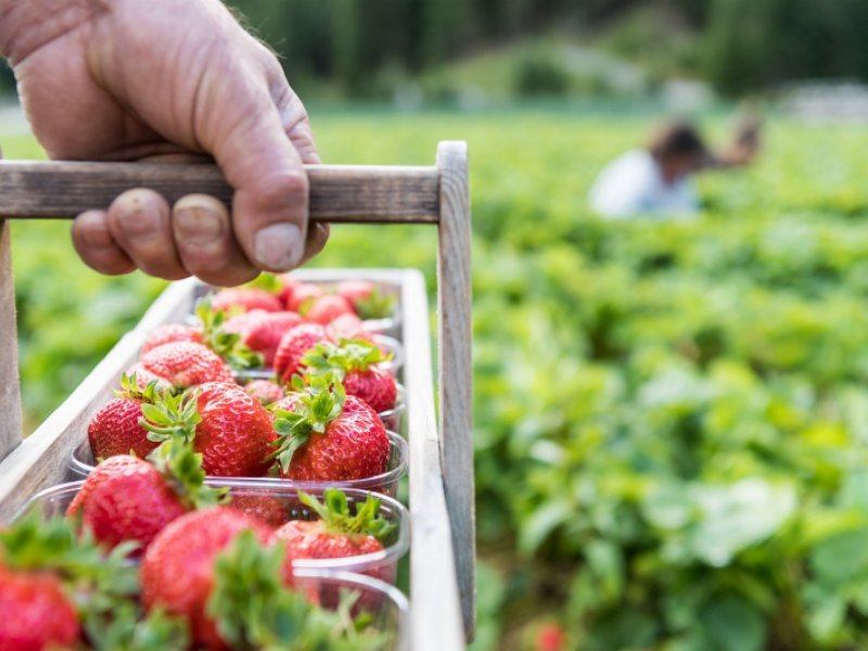 dalla-val-martello-dot-dot-dot-tutto-il-buono-delle-fragole-di-montagna