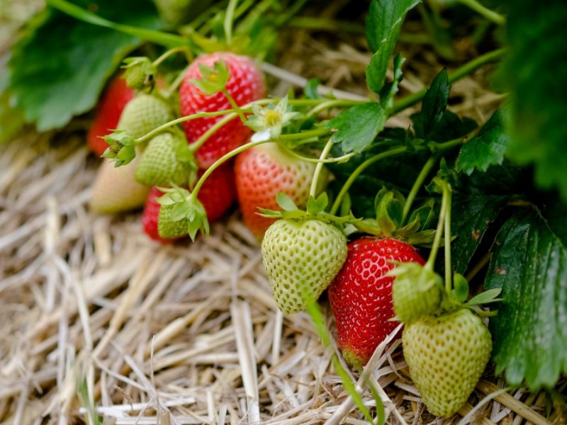 dalla-val-martello-dot-dot-dot-tutto-il-buono-delle-fragole-di-montagna