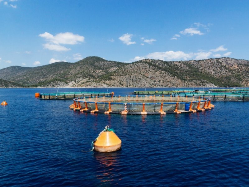 hapo-hellenic-aquaculture-producers-organization-porta-sulle-nostre-tavole-tutto-il-sapore-e-la-qualita-del-pesce-fresco-greco-firmato-fish-from-greece