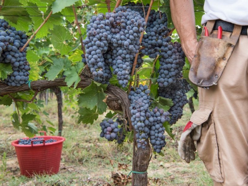 tavernello-comunica-la-qualita-italiana-ampliando-la-sua-linea-di-vini